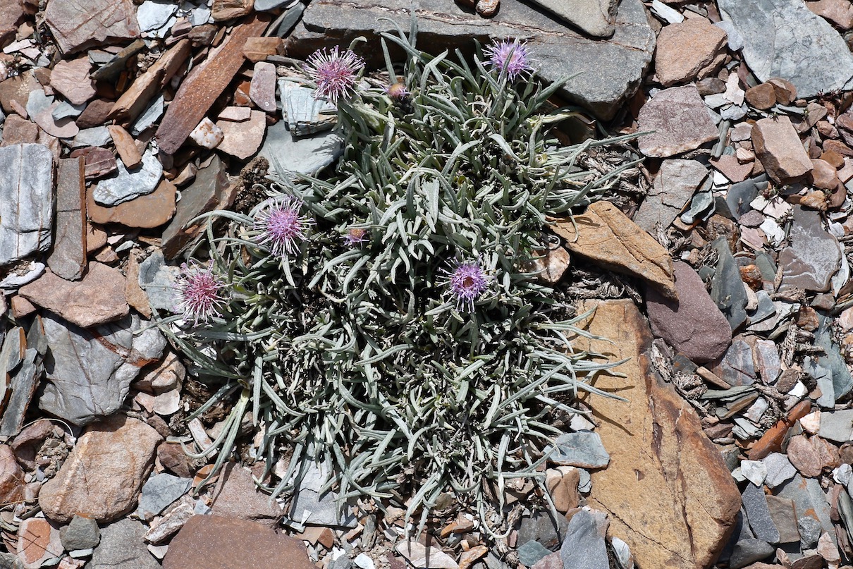 Изображение особи Saussurea schanginiana.