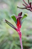 Anigozanthos manglesii