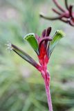 Anigozanthos manglesii