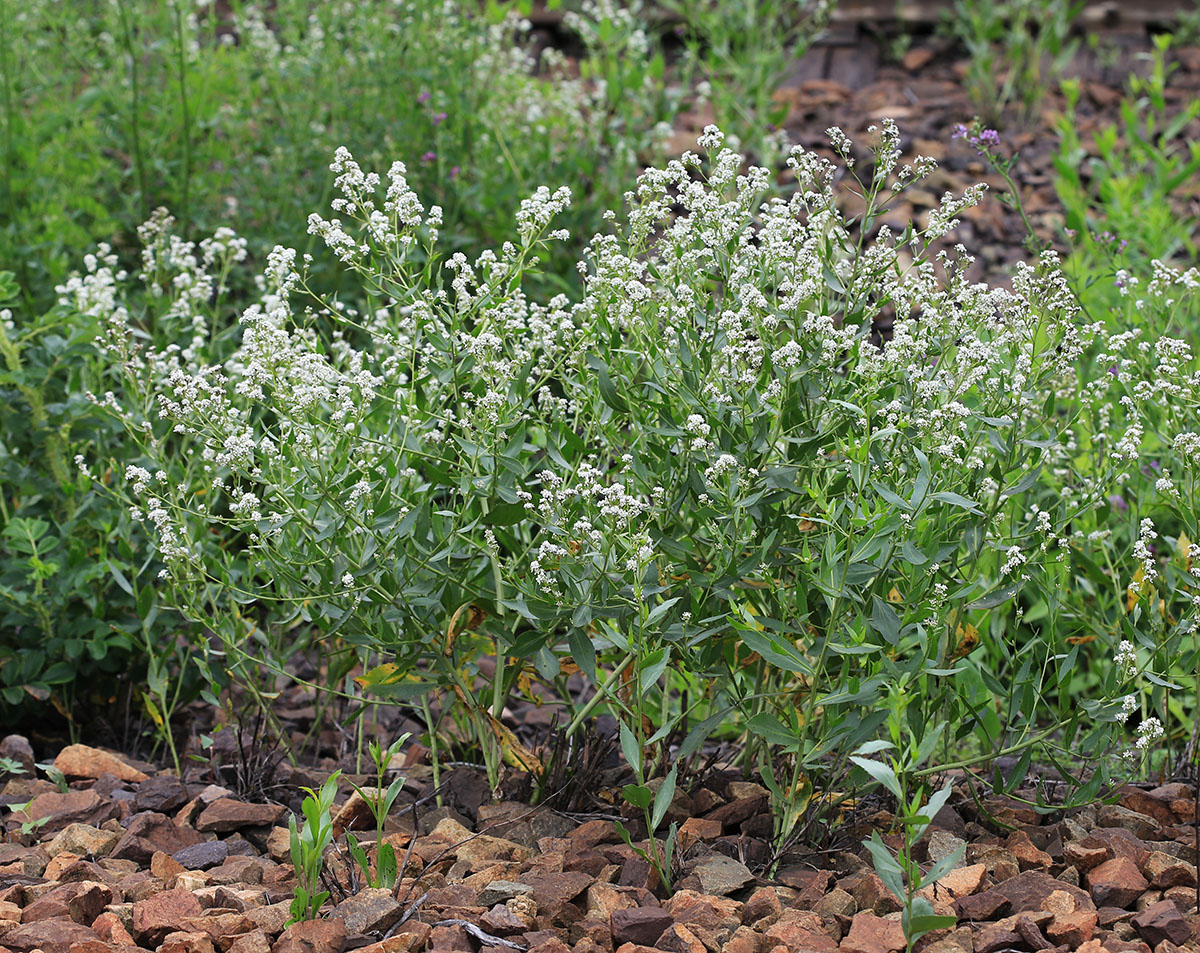 Изображение особи Lepidium latifolium.