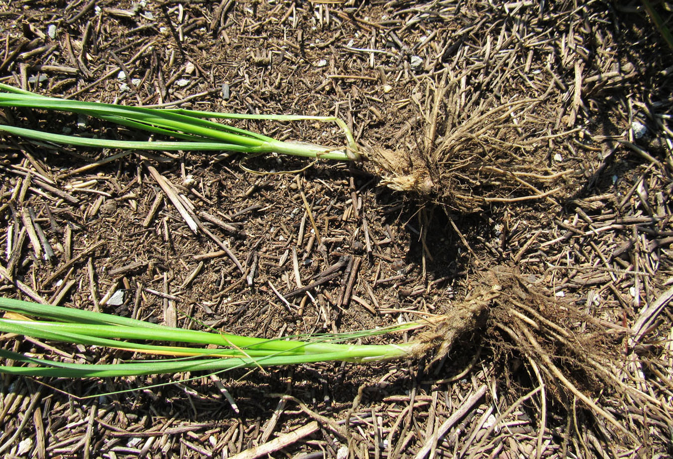 Image of Allium ramosum specimen.