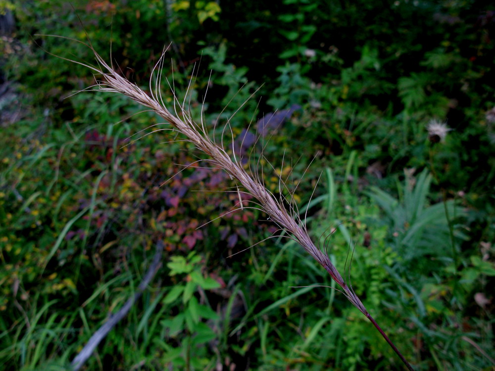 Изображение особи Elymus gmelinii.