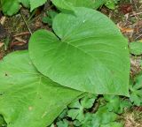 Trachystemon orientalis. Лист. Краснодарский край, городской округ Сочи, мкр-н Хоста, восточный склон горы Ахун, реликтовая тисо-самшитовая роща. Июль 2020 г.