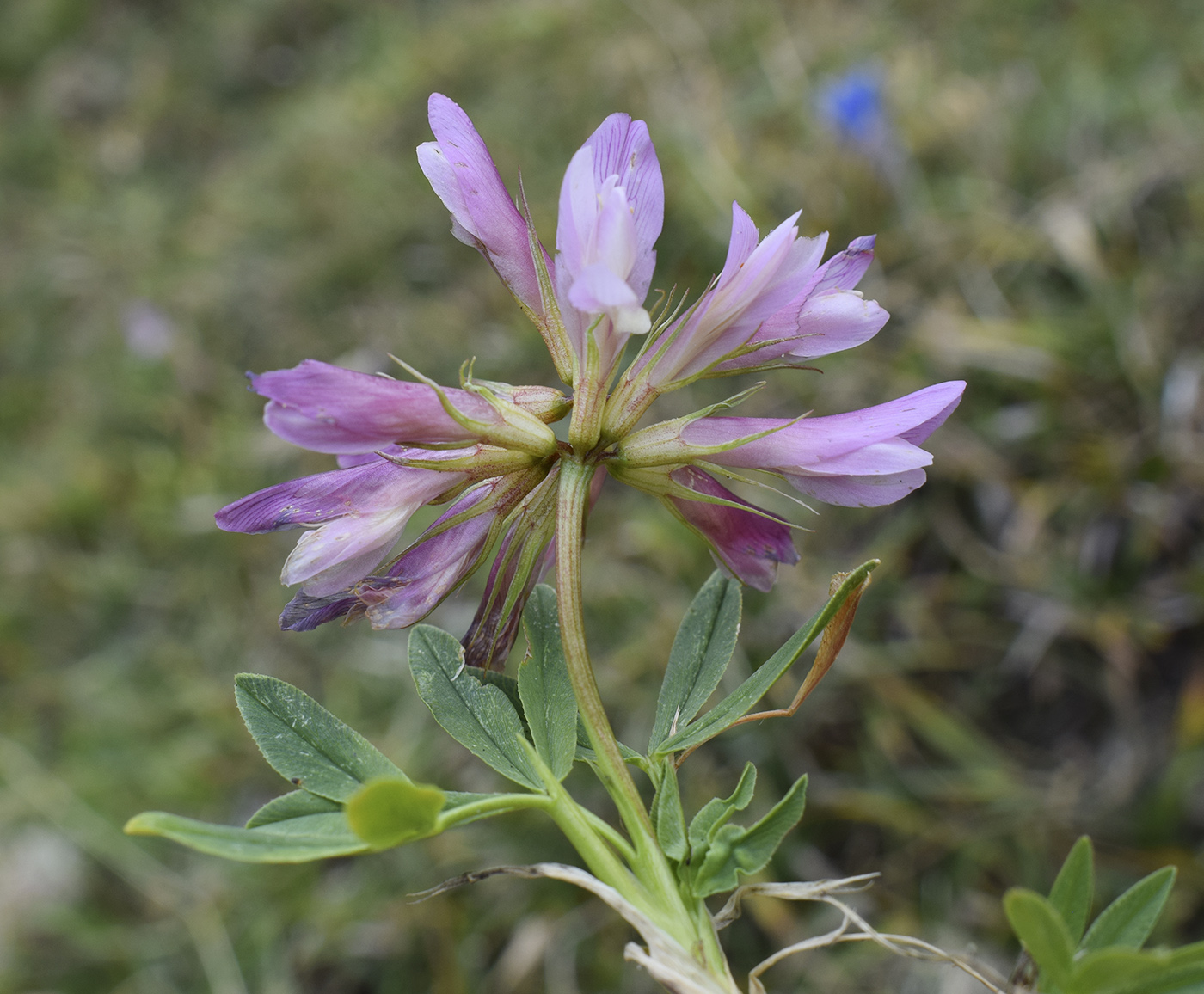 Изображение особи Trifolium alpinum.