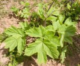 Heracleum scabrum