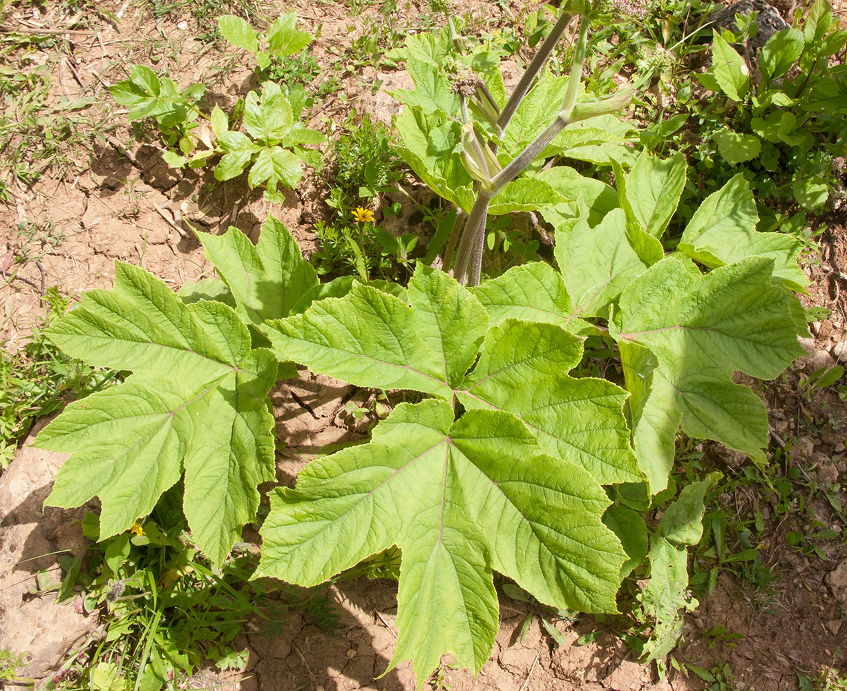 Изображение особи Heracleum scabrum.