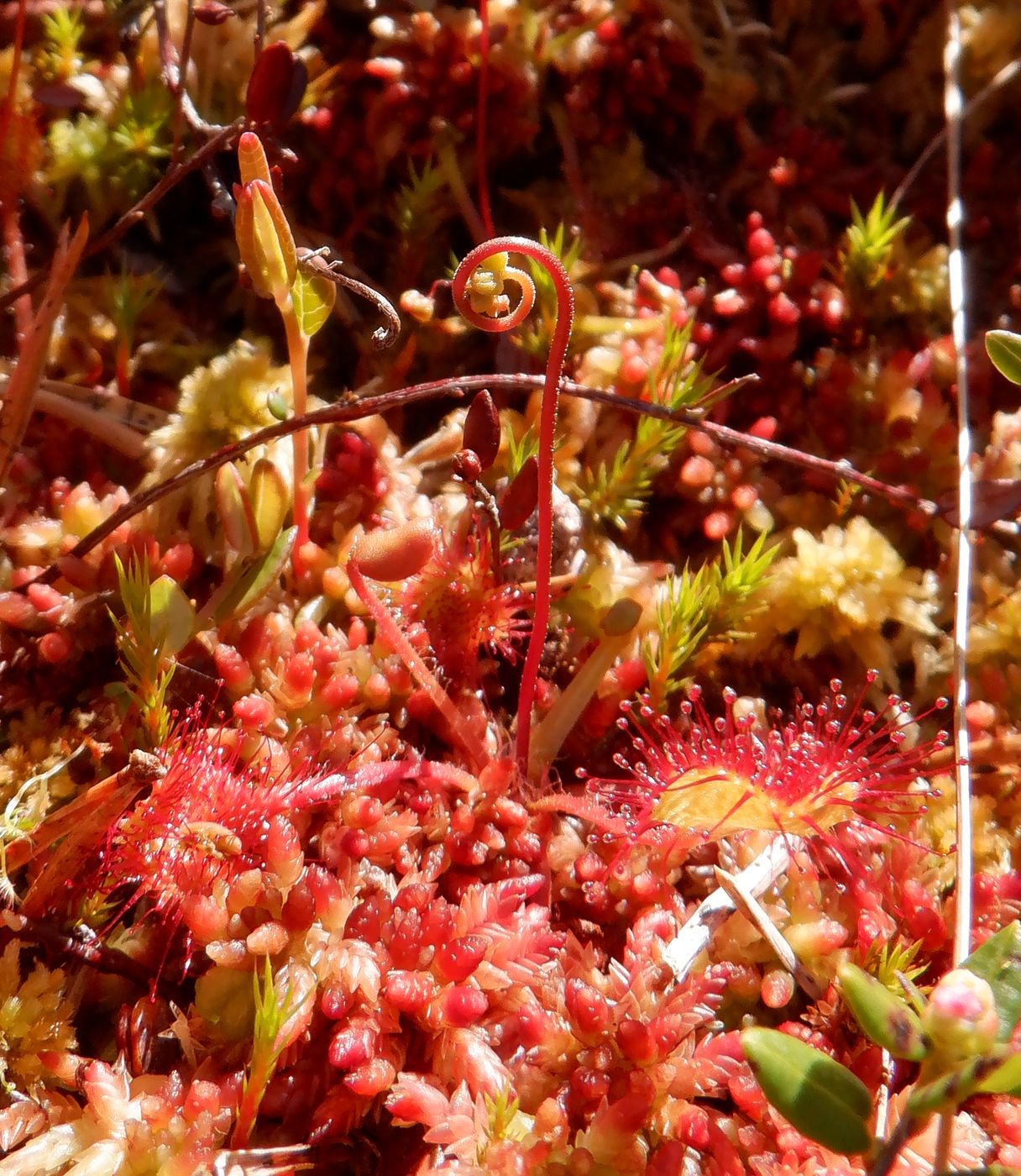 Image of Drosera rotundifolia specimen.