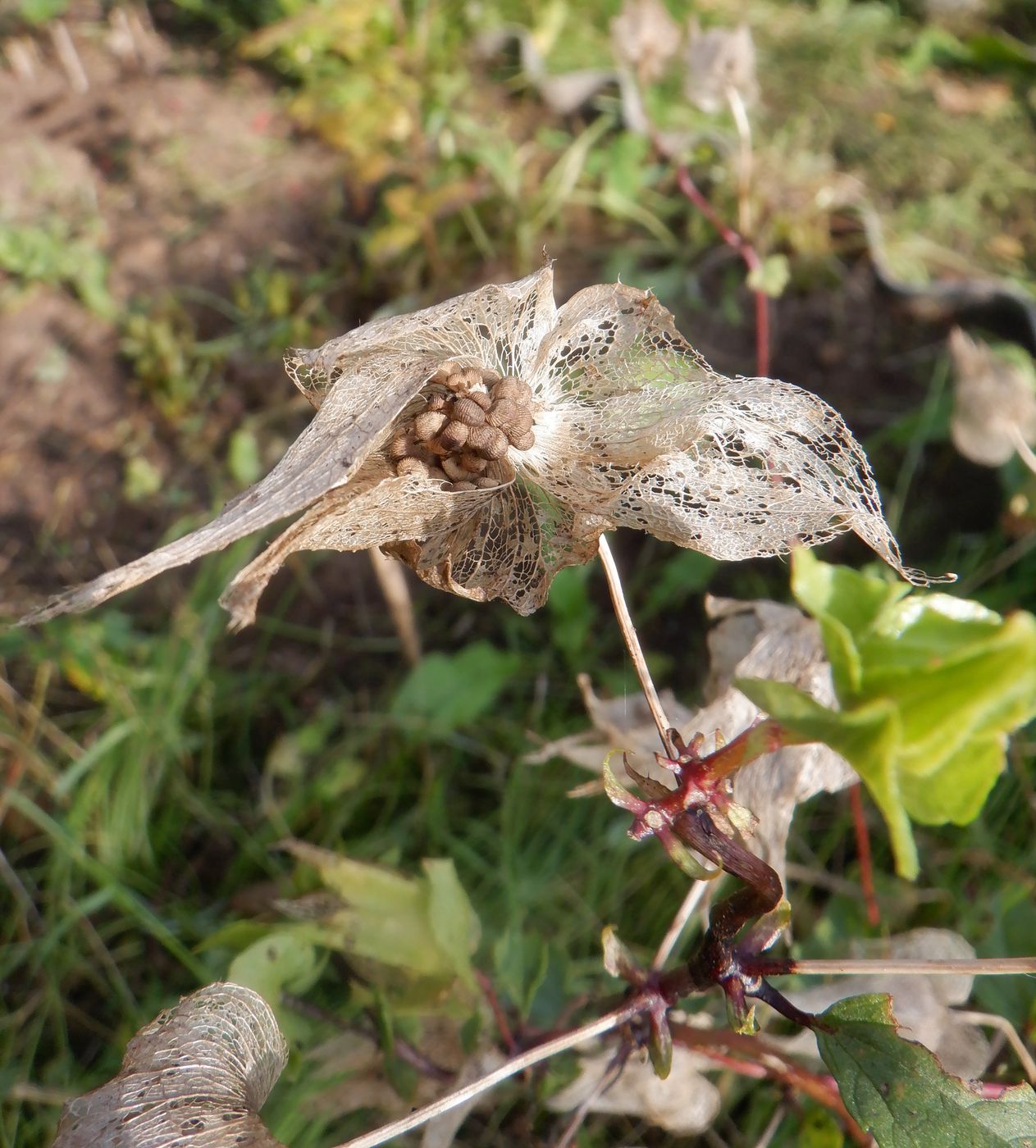 Image of Malope trifida specimen.