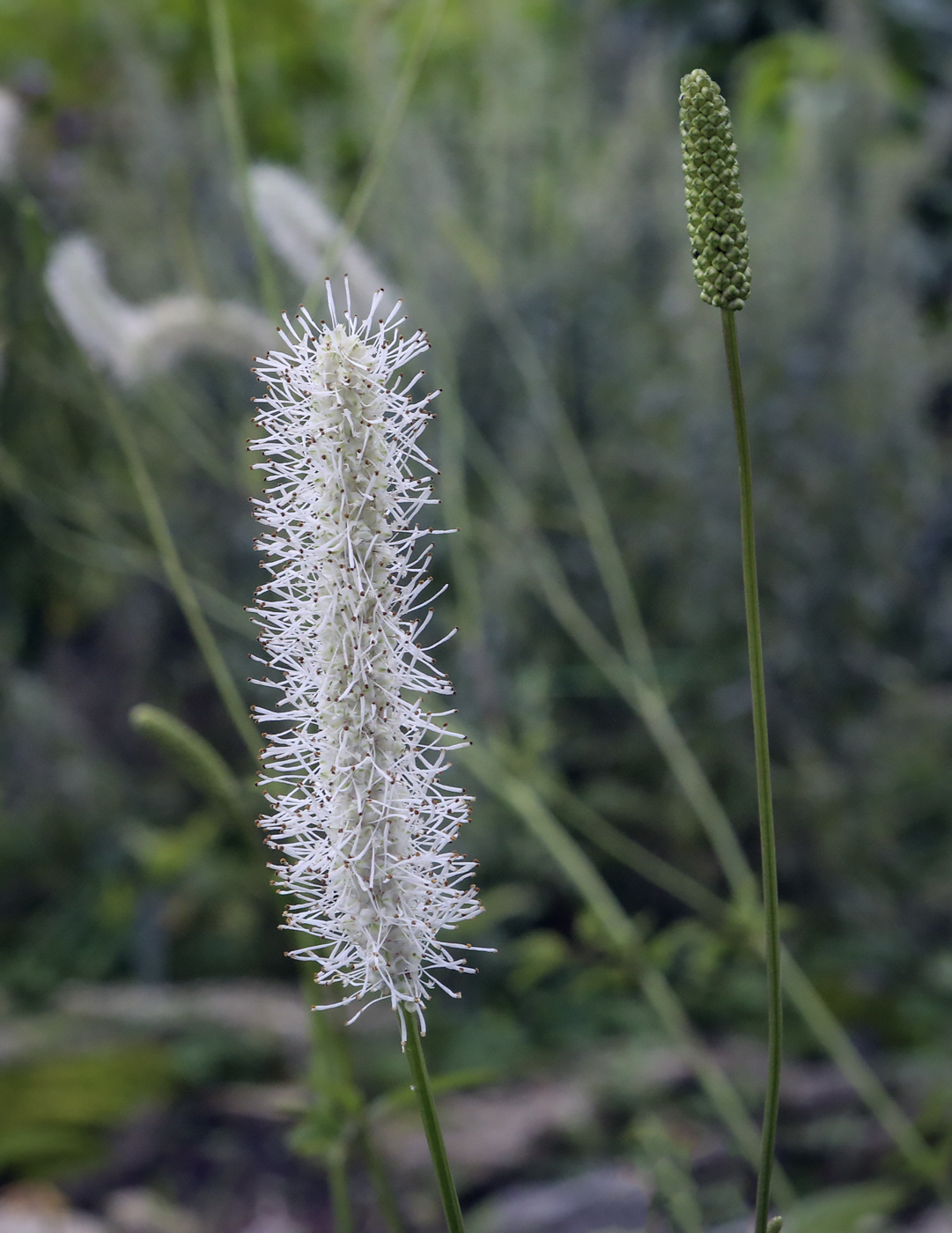 Image of genus Sanguisorba specimen.