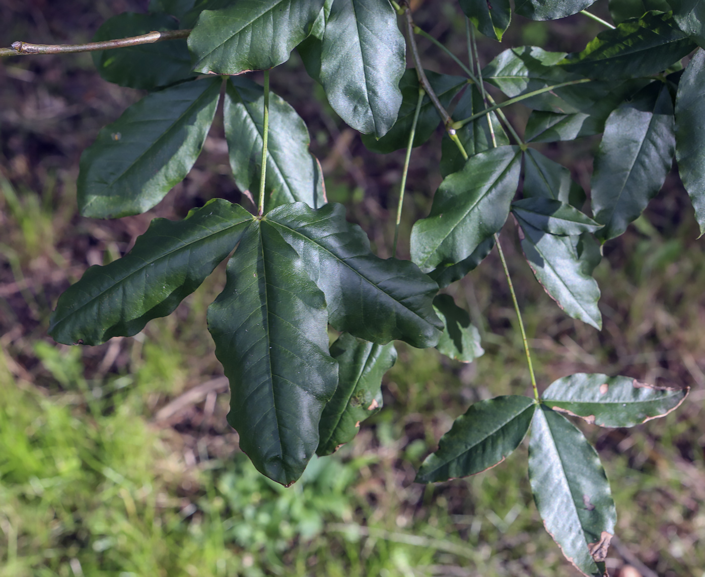 Image of Laburnum alpinum specimen.