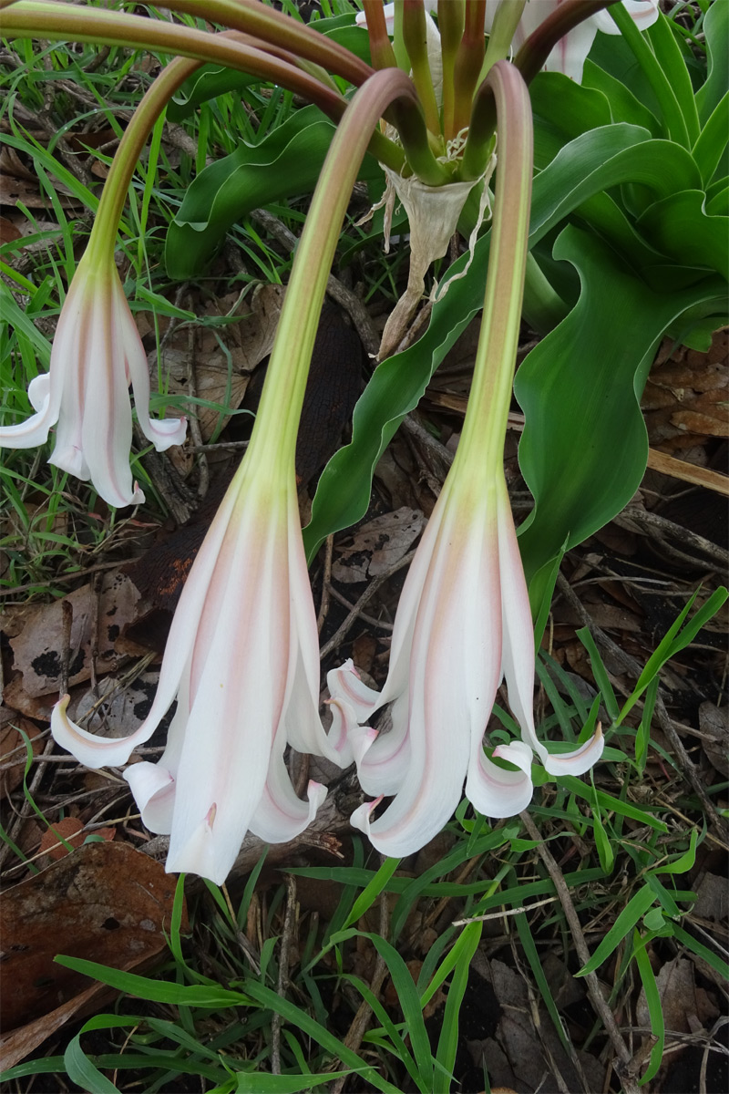 Изображение особи Crinum macowanii.