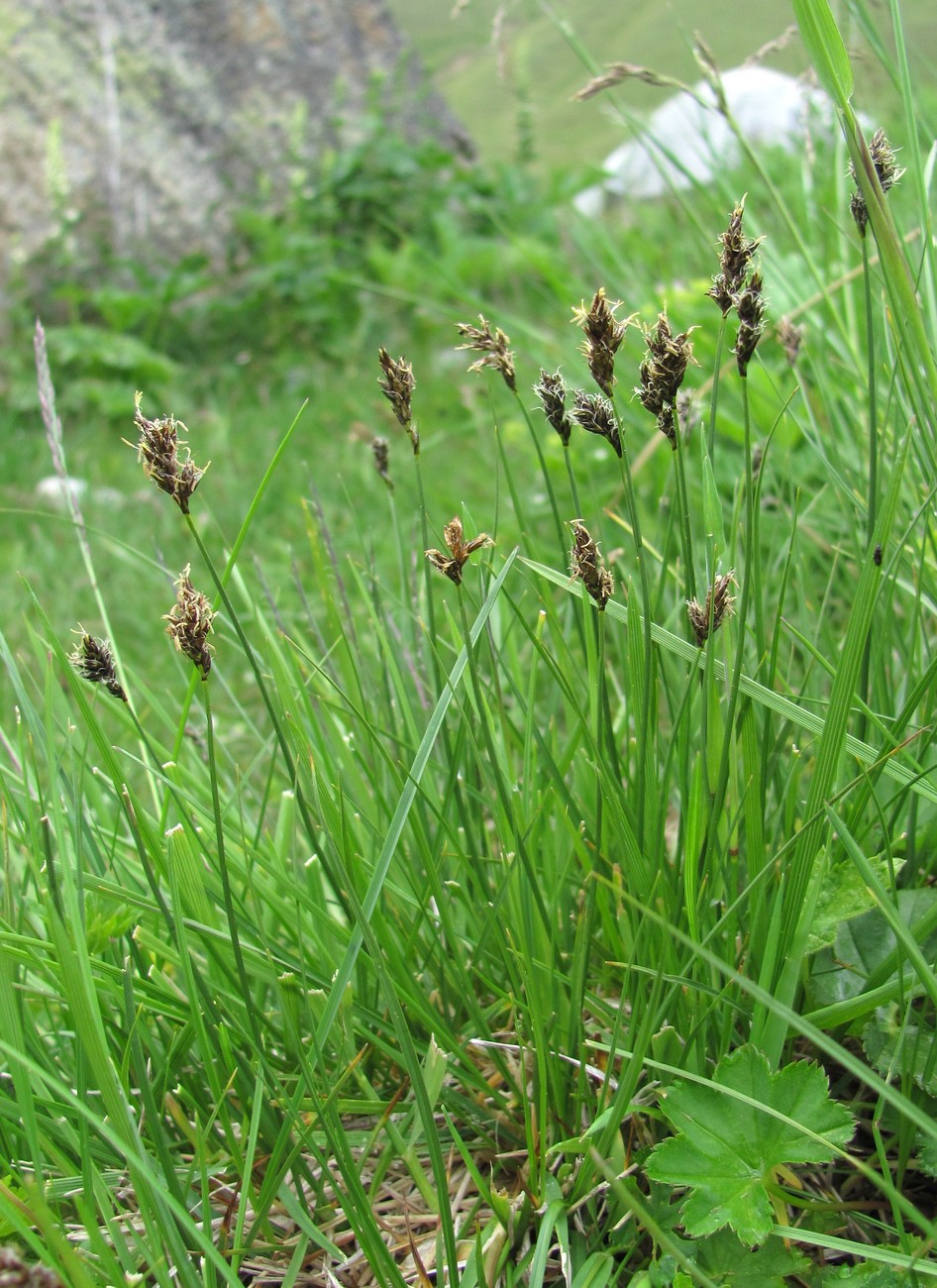 Image of genus Carex specimen.