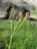 Chaerophyllum roseum. Соплодие. Кабардино-Балкария, Эльбрусский р-н, долина р. Ирикчат, ок. 2650 м н.у.м., субальпийский луг. 07.07.2020.