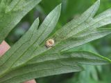 Aconitum nasutum. Часть листа (вид снизу) с поражением ржавчинным грибом (вероятно, Uromyces dactylidis =Uromyces lycoctoni). Кабардино-Балкария, Эльбрусский р-н, долина р. Ирик, ок. 2300 м н.у.м., субальпийский луг. 07.07.2020.