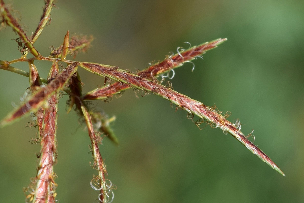 Изображение особи Cyperus rotundus.