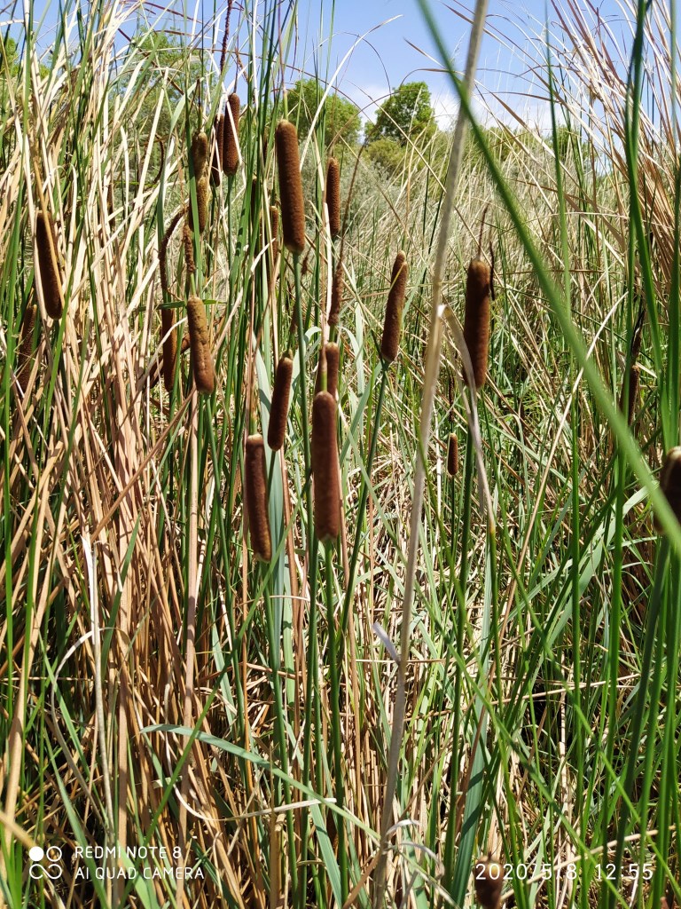 Image of Typha minima specimen.