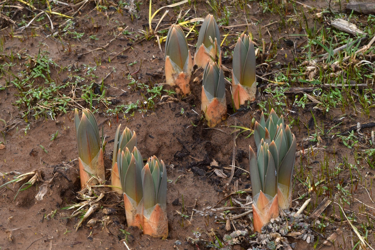 Image of Eremurus regelii specimen.