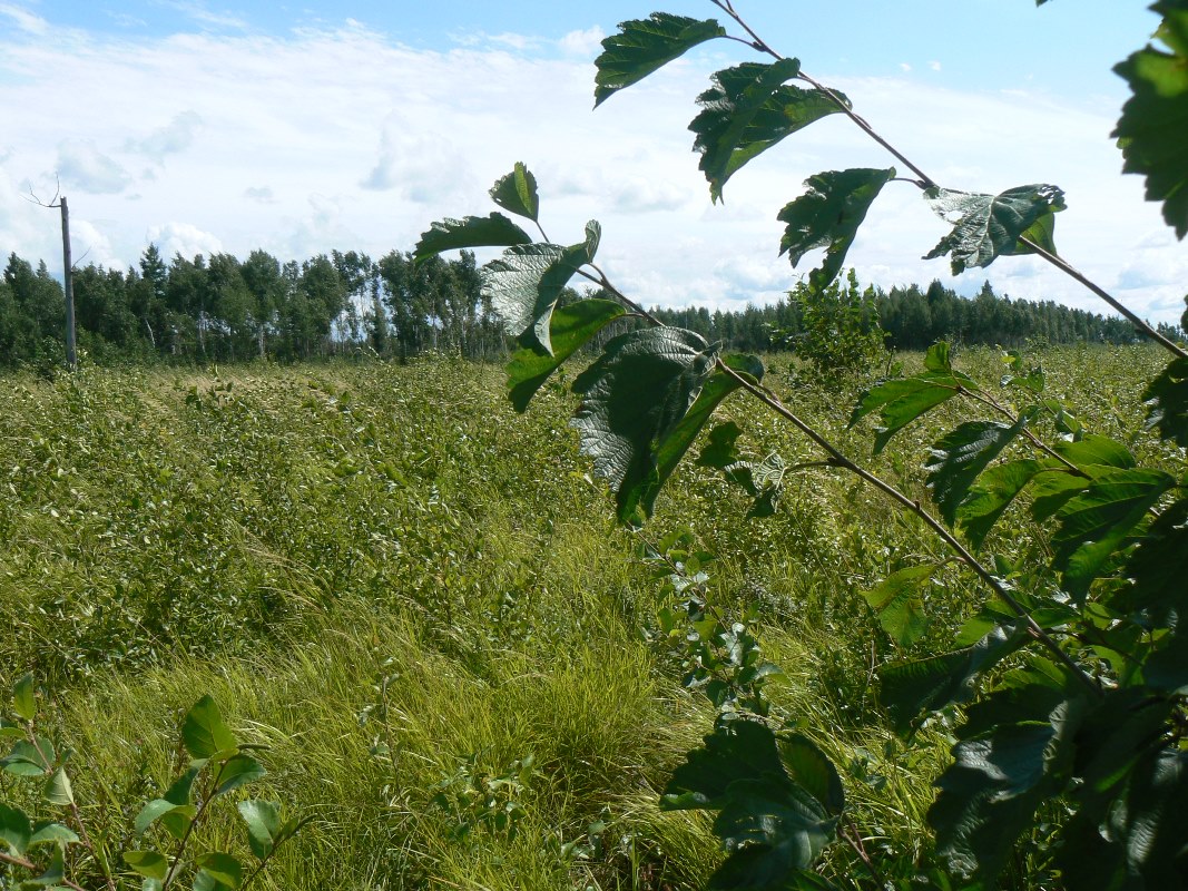 Изображение особи Alnus hirsuta.