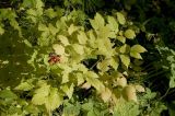 Actaea erythrocarpa