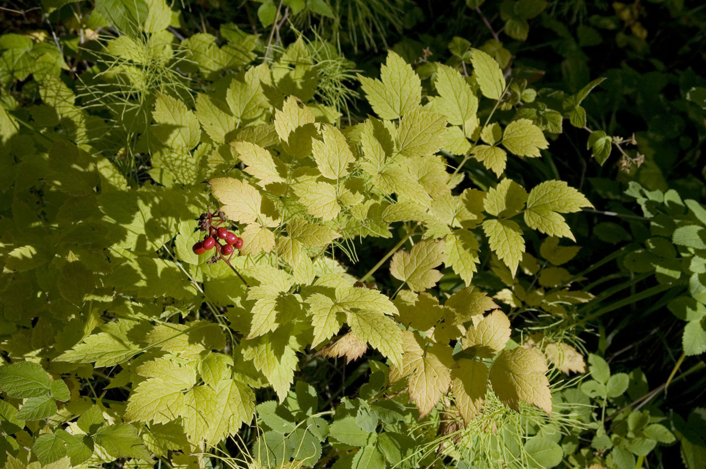 Изображение особи Actaea erythrocarpa.