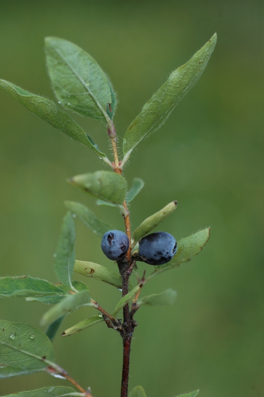 Image of Lonicera pallasii specimen.