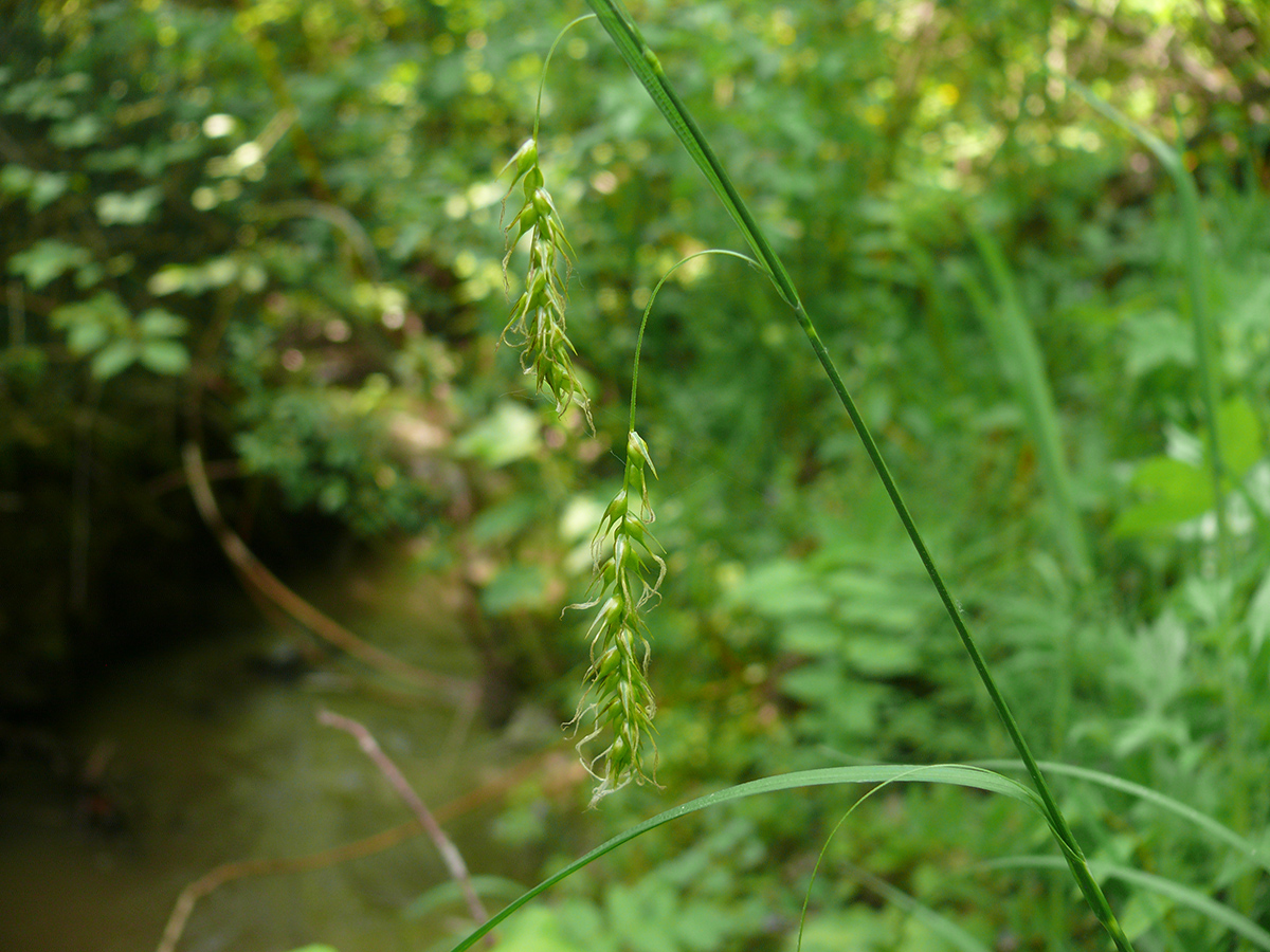 Изображение особи Carex arnellii.