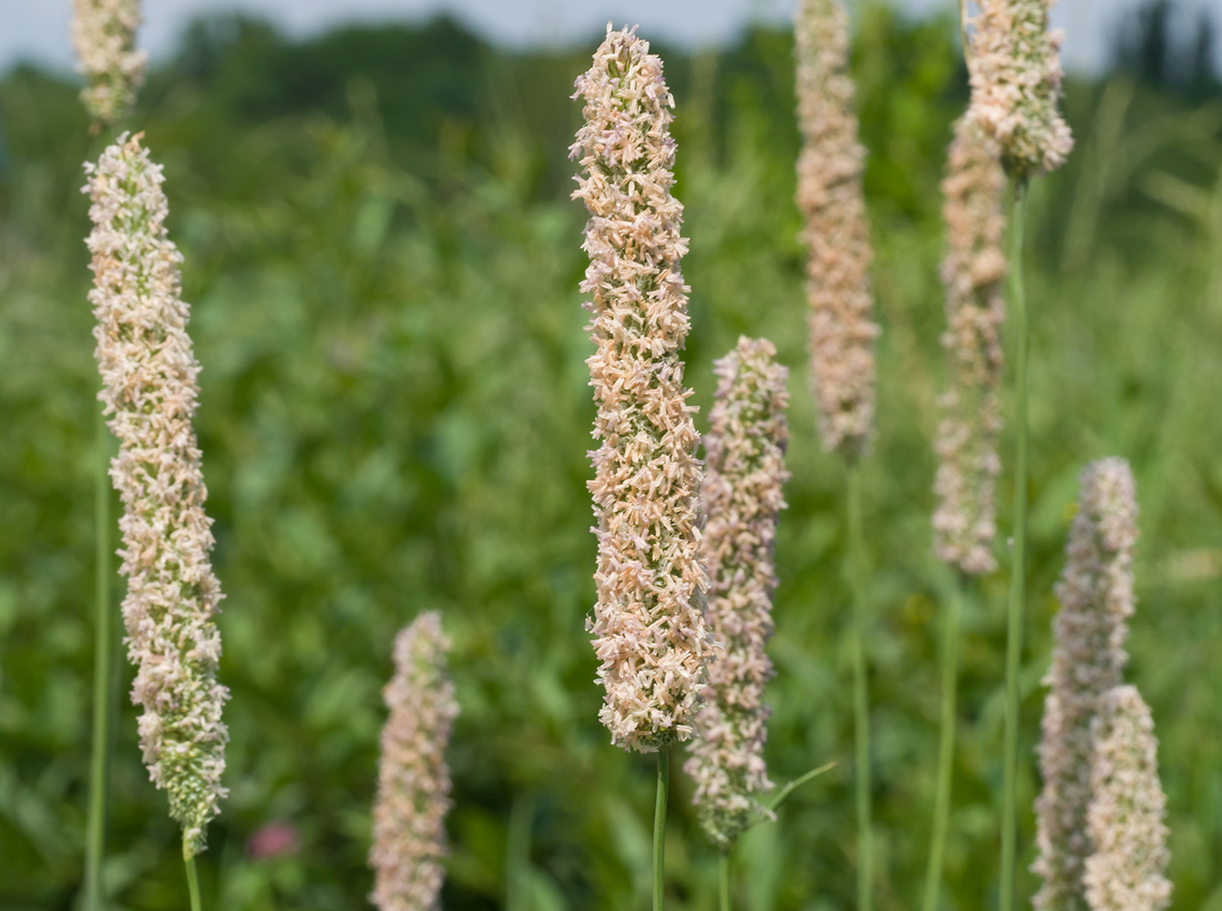 Image of Phleum pratense specimen.