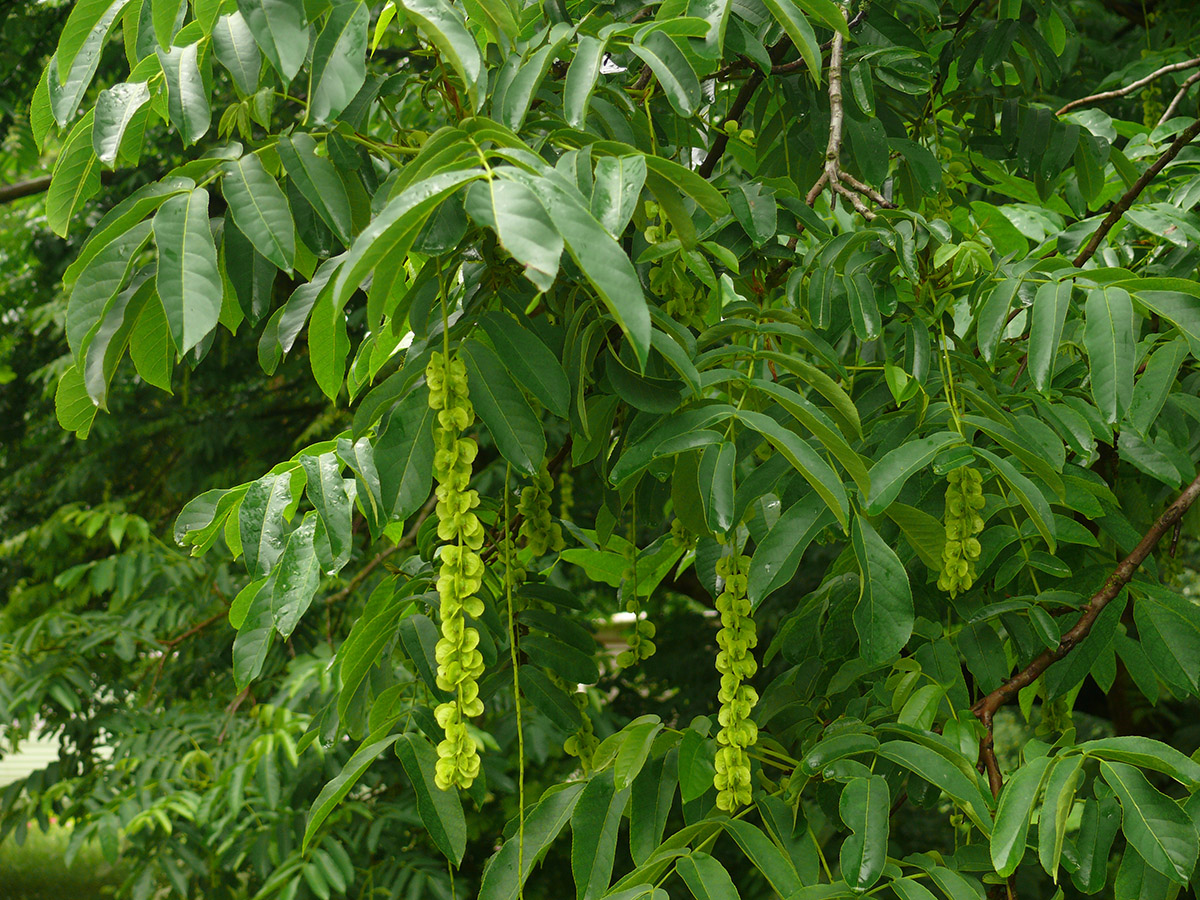 Изображение особи Pterocarya fraxinifolia.