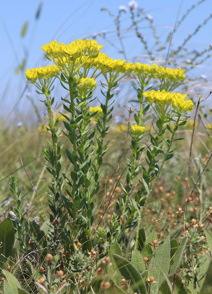 Image of Haplophyllum suaveolens specimen.