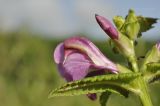 Pedicularis resupinata