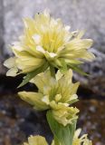 Gentiana burseri