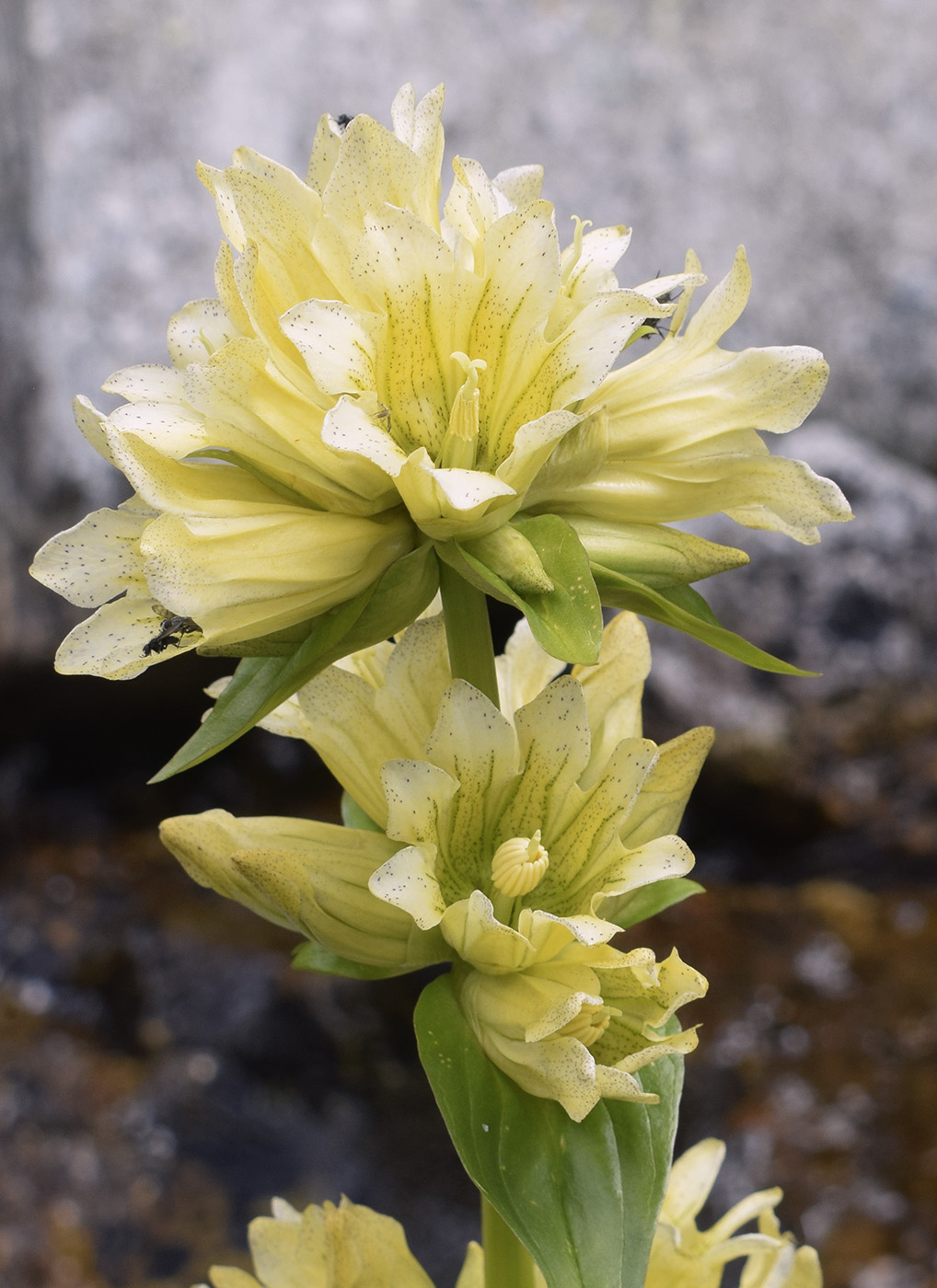 Image of Gentiana burseri specimen.