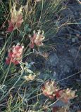 Astragalus calycinus