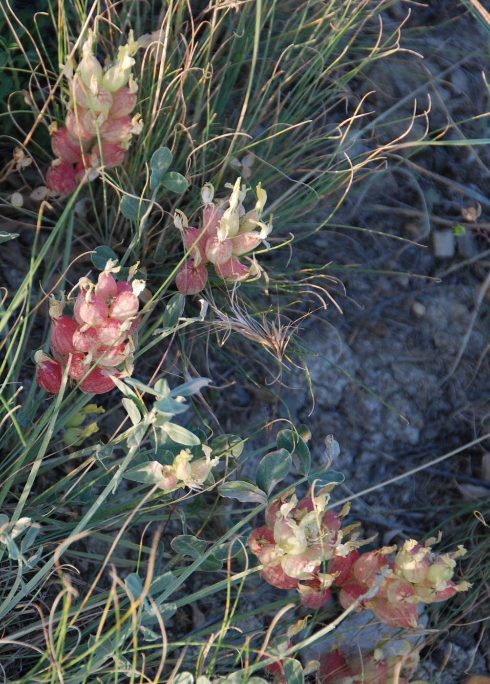 Изображение особи Astragalus calycinus.