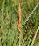 семейство Poaceae
