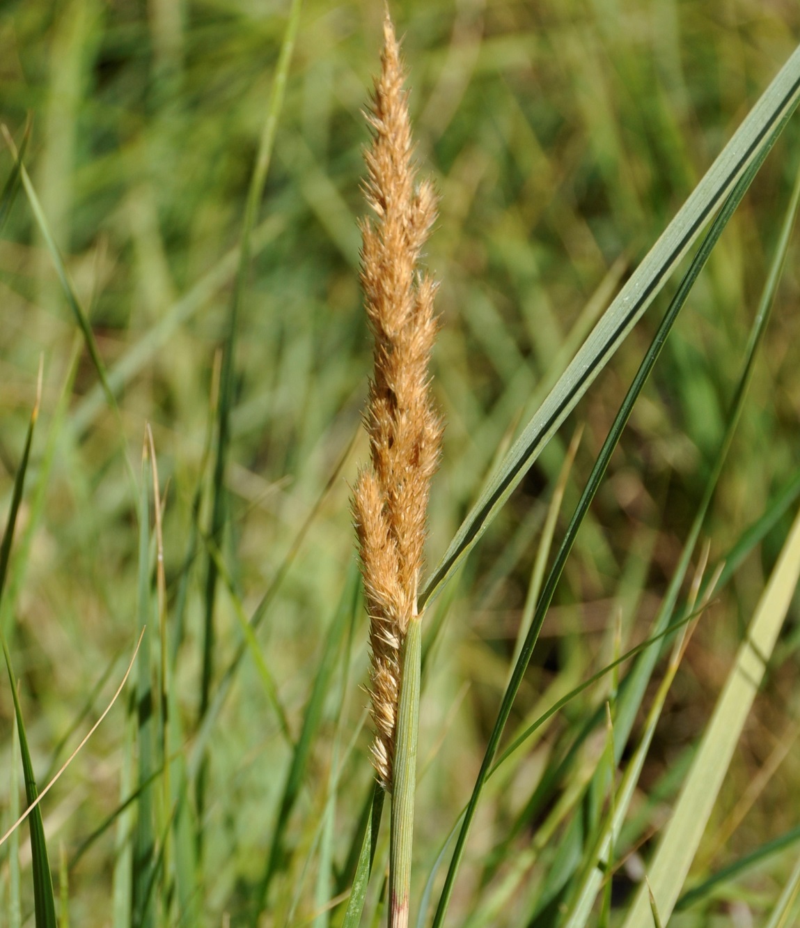 Image of familia Poaceae specimen.