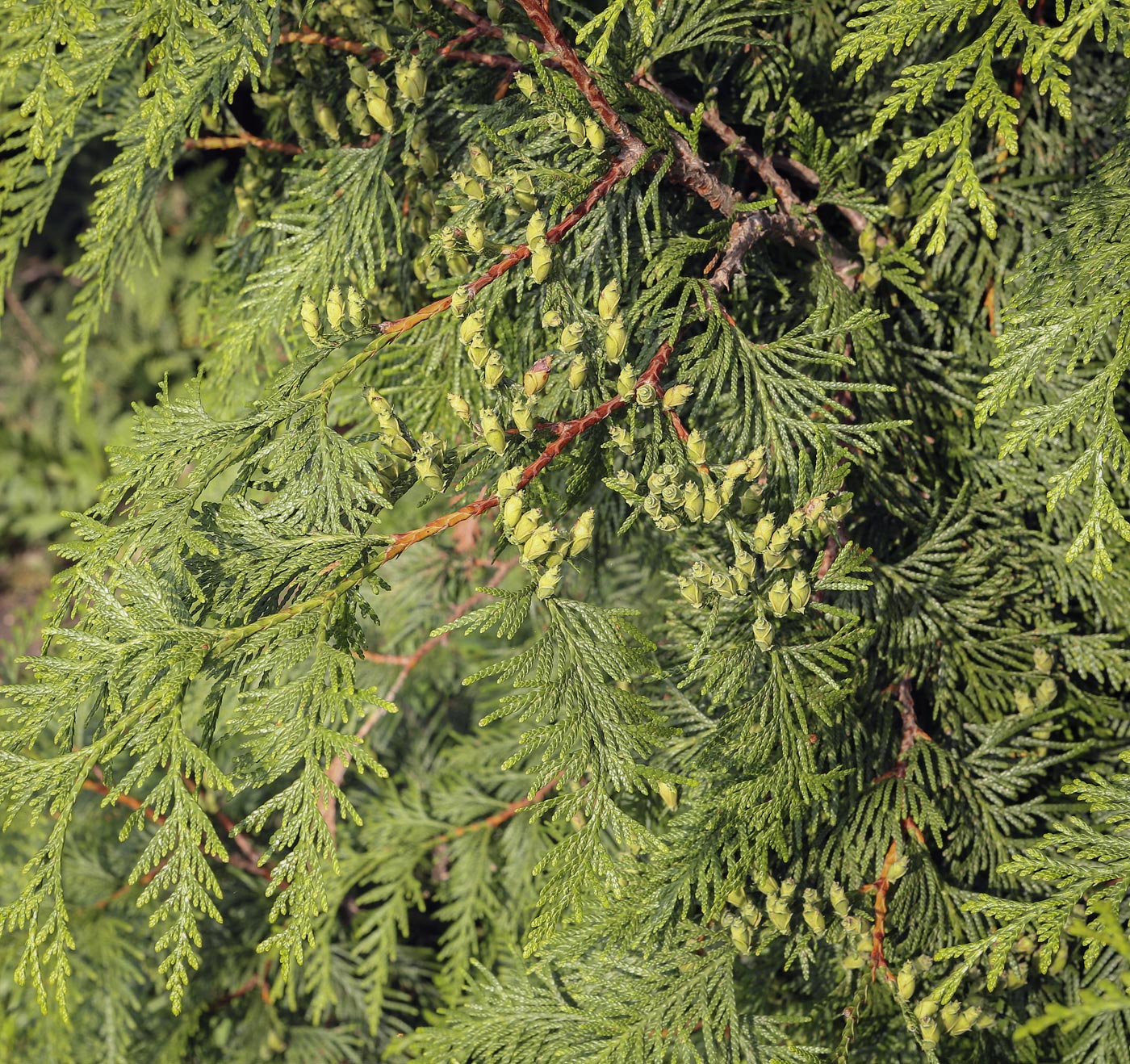 Image of Thuja plicata specimen.