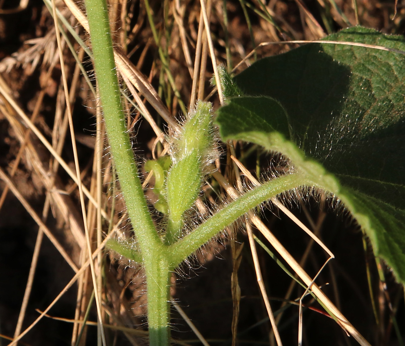 Изображение особи Thladiantha dubia.