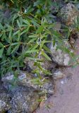 Berberis variety lanceifolium