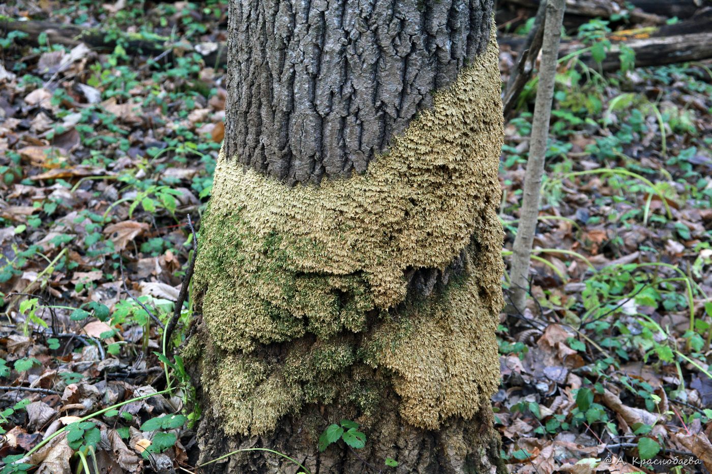 Изображение особи Homalia trichomanoides.