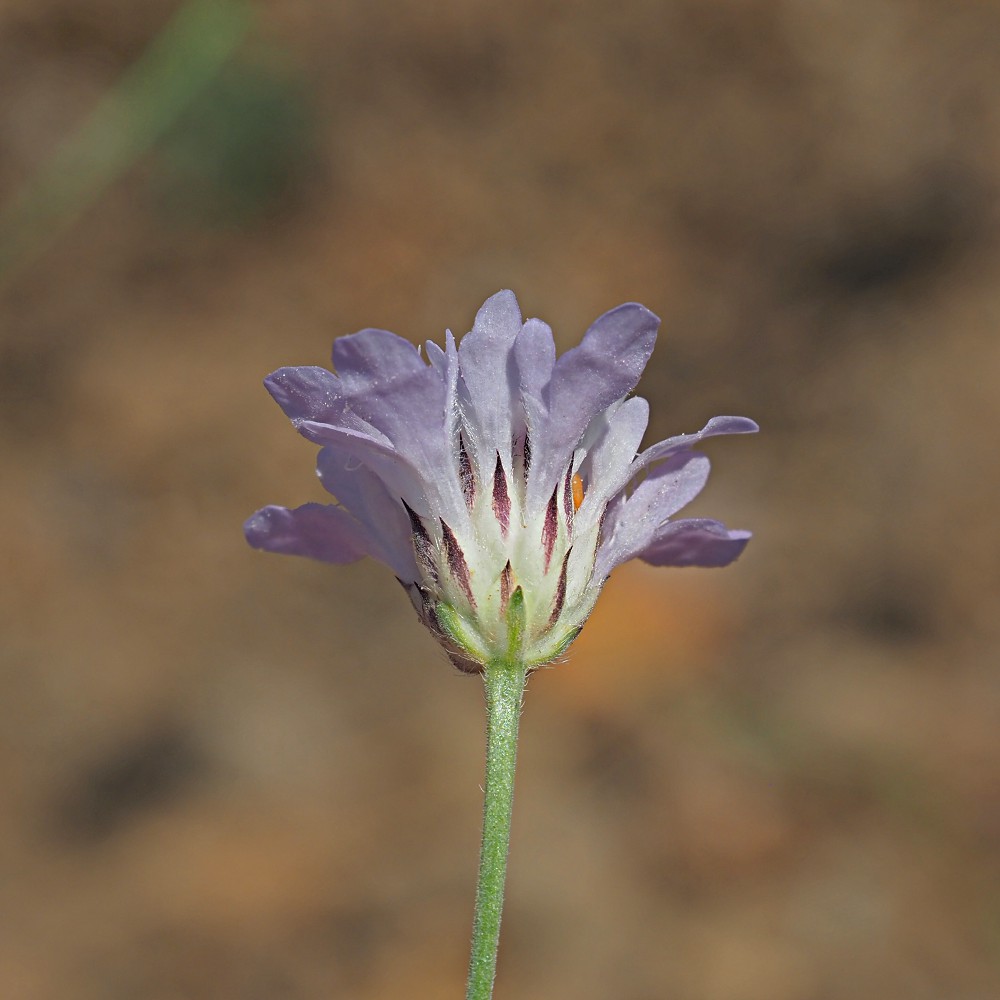 Image of Cephalaria transsylvanica specimen.