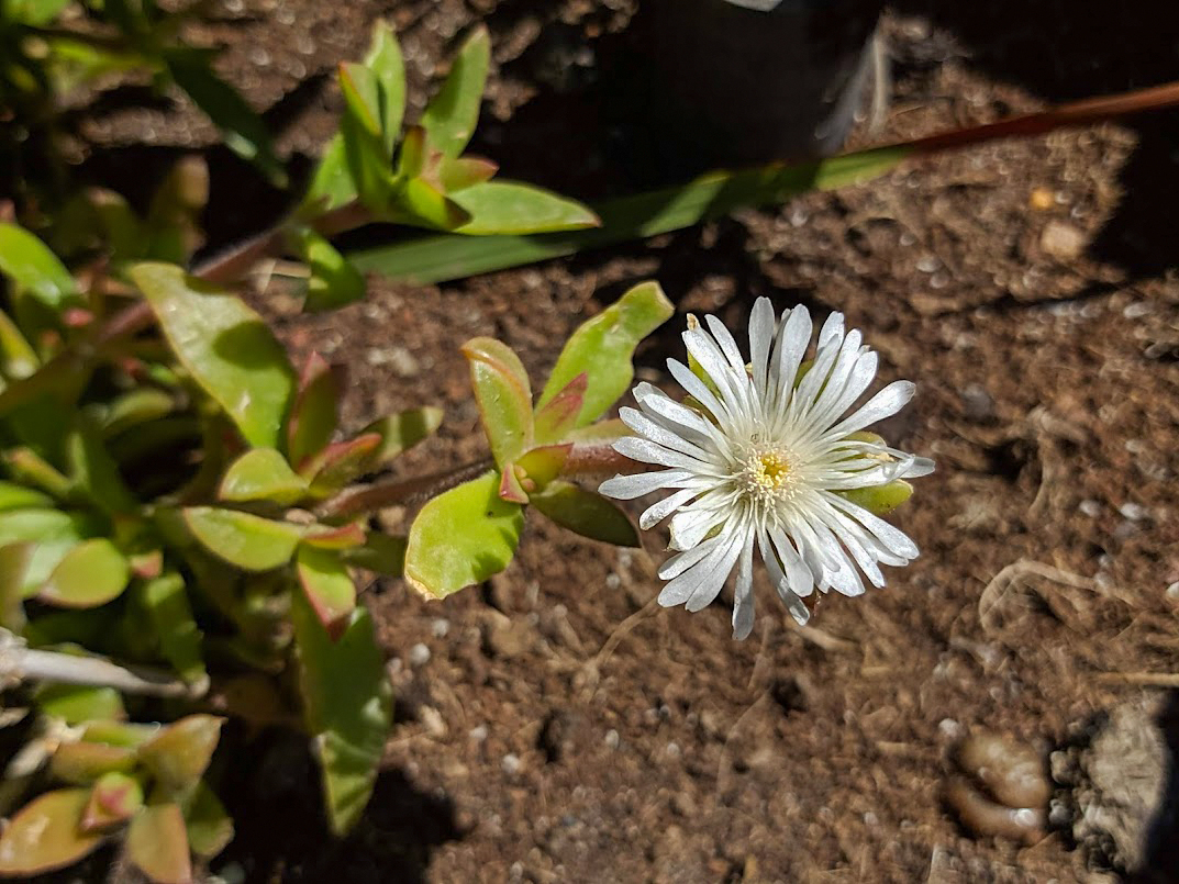 Изображение особи семейство Aizoaceae.