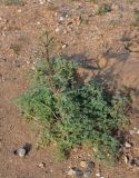 Prangos odontalgica. Расцветающее растение. Калмыкия, Лаганский р-н, г. Лагань, пустырь. 22.04.2021.