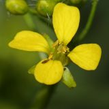 Bunias orientalis. Цветок. Республика Татарстан, г. Казань. 04.06.2010.