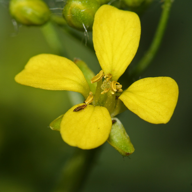 Image of Bunias orientalis specimen.