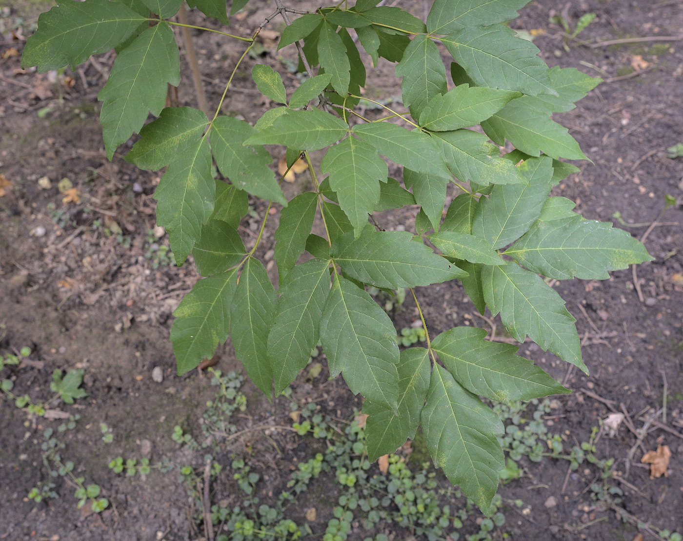 Image of Acer triflorum specimen.