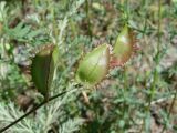 Astragalus schmalhausenii