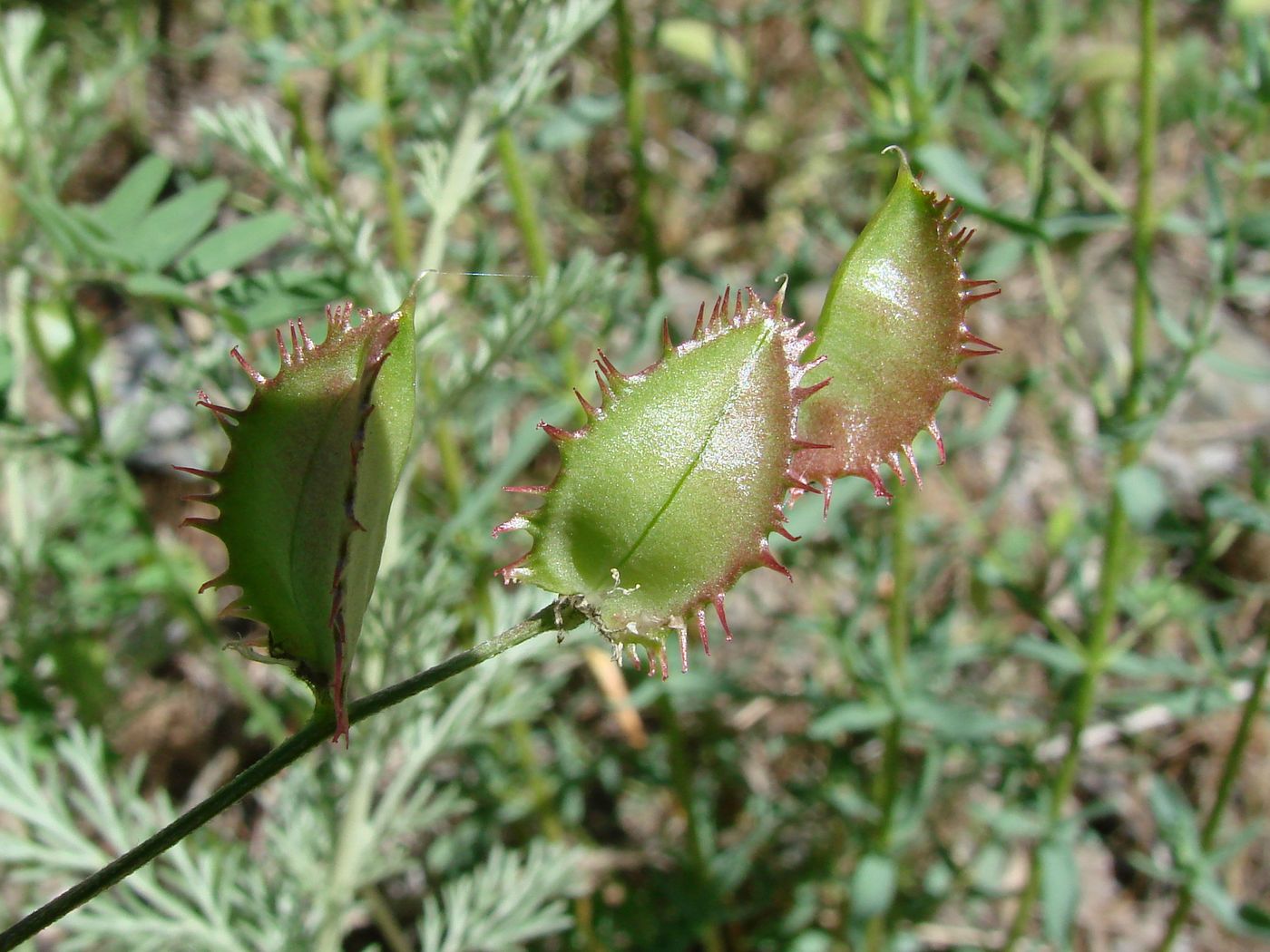 Изображение особи Astragalus schmalhausenii.