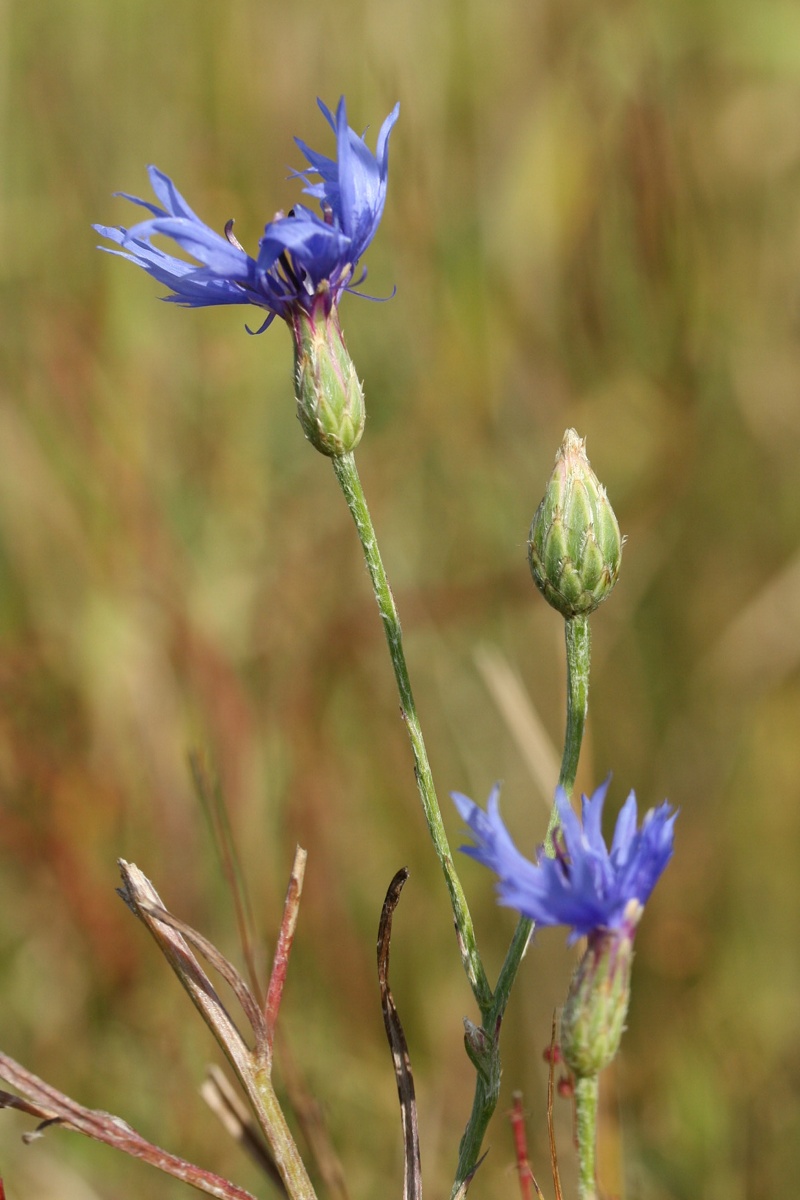 Изображение особи Centaurea cyanus.