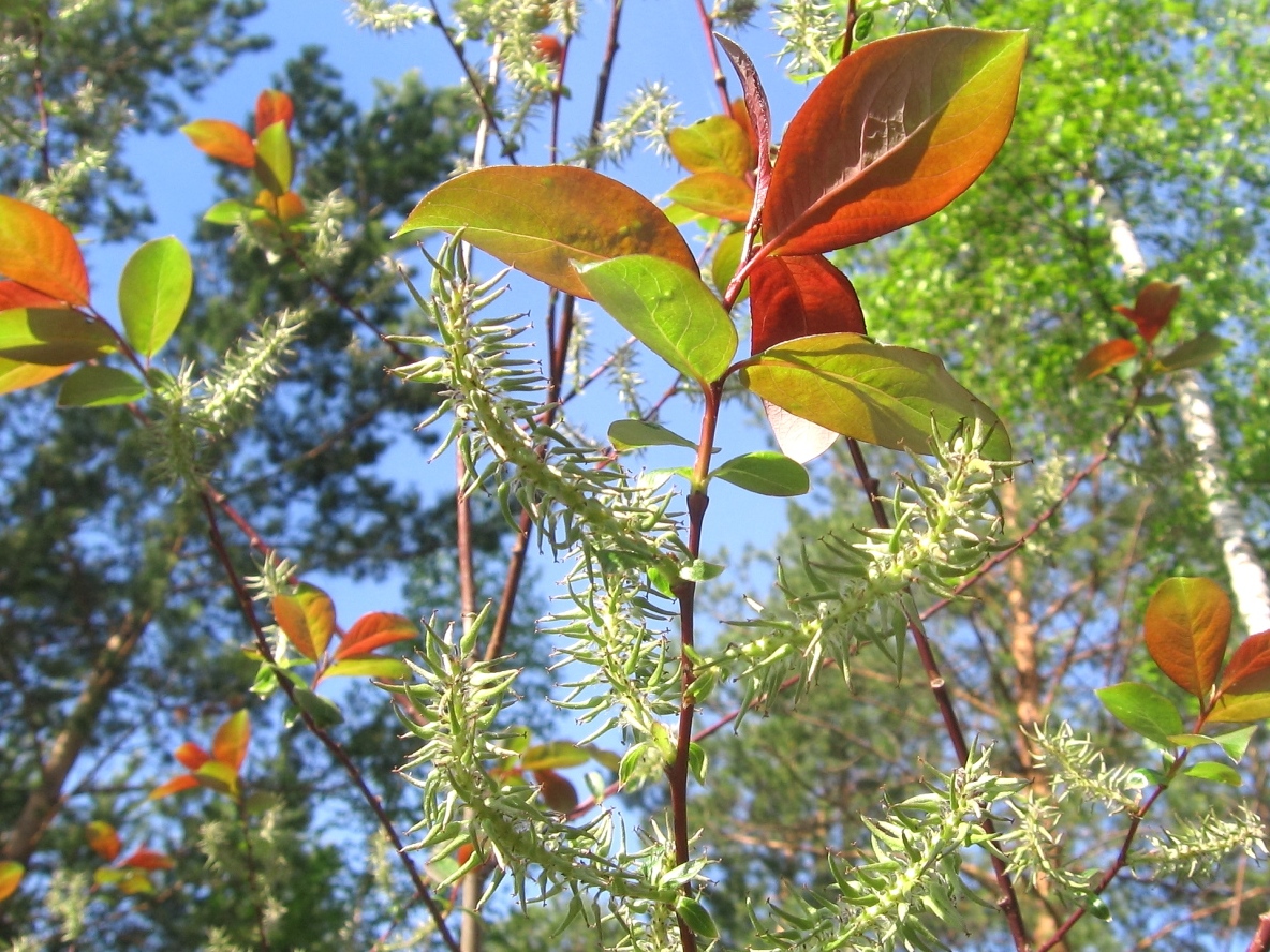 Изображение особи Salix taraikensis.